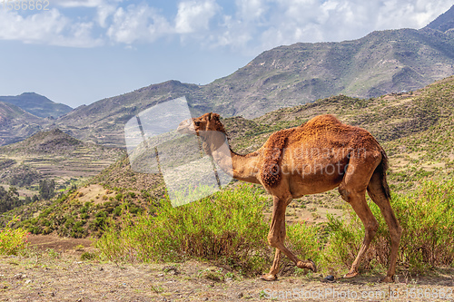 Image of Cute Camels in mountain, Tigray region, Northern Ethiopia.