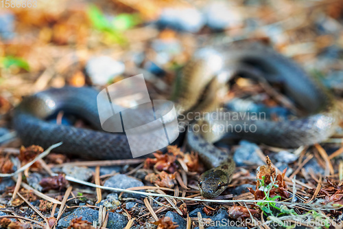 Image of Non venomous Smooth snake, Coronella austriaca