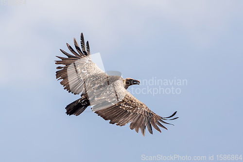 Image of Griffon Vulture in flight against sky