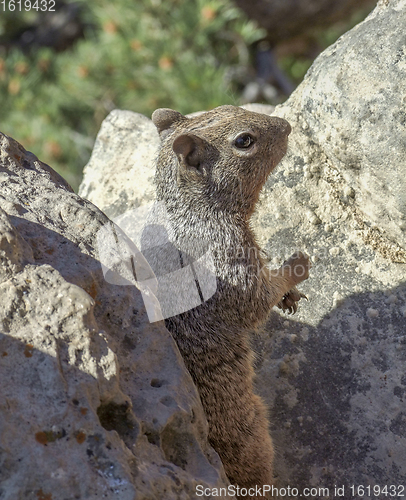 Image of squirrel between stones
