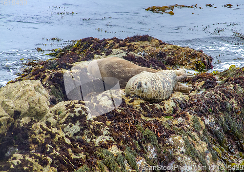 Image of seals in California