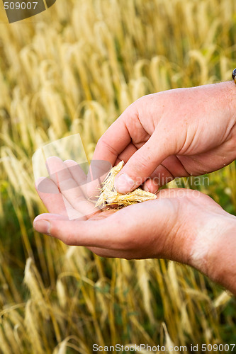 Image of Harvest