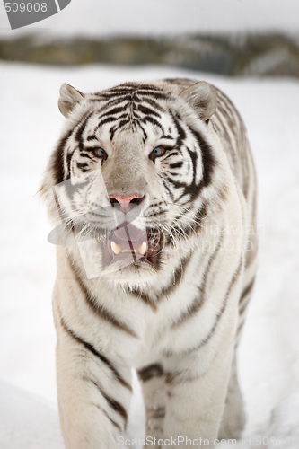 Image of White tiger portrait