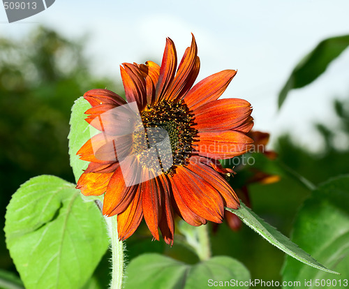 Image of Red sunflower