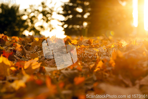 Image of autumn sun shines