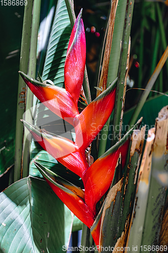 Image of beautiful red flower Heliconia, Ethiopia