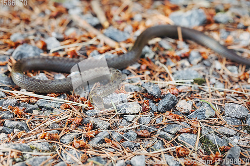 Image of Non venomous Smooth snake, Coronella austriaca