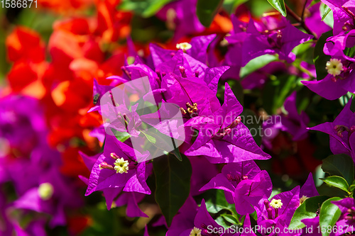 Image of Bougainvillea flowers blooming in the garden