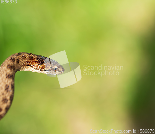 Image of Non venomous Smooth snake, Coronella austriaca