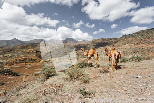 Image of Cute Camels in mountain, Tigray region, Northern Ethiopia.