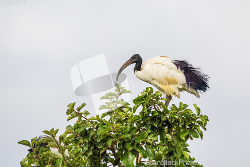 Image of bird African Sacred Ibis, Ethiopia safari wildlife