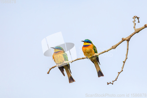 Image of Blue-breasted bee-eater perched on tree, Ethiopia Africa wildlif