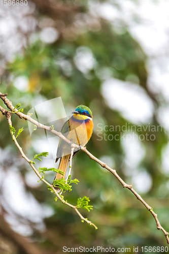 Image of Blue-breasted bee-eater perched on tree, Ethiopia Africa wildlif