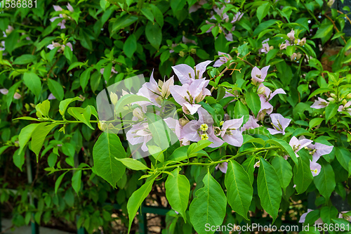 Image of Bougainvillea flowers blooming in the garden