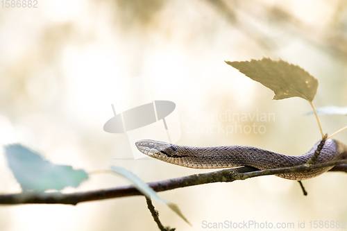 Image of Non venomous Smooth snake, Coronella austriaca