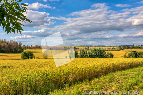 Image of Summer landscape Vysocina Czech Republic