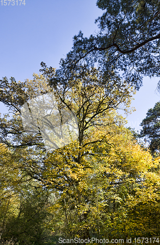 Image of autumn oak foliage on trees