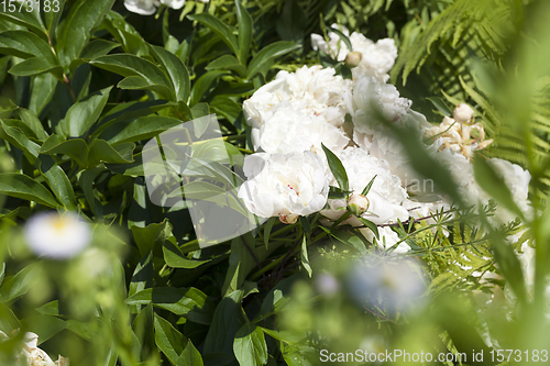 Image of peonies, closeup