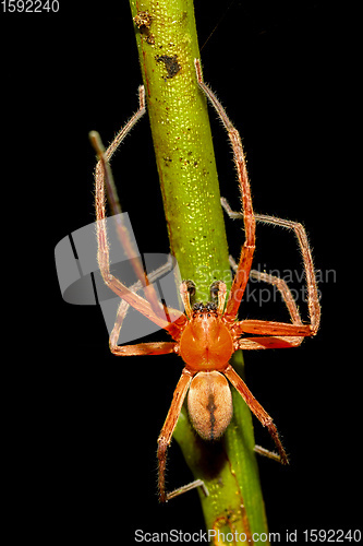 Image of Malagasy orange spider, Madagascar wildlife