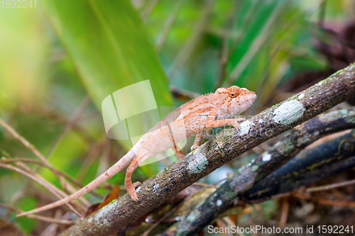 Image of panther chameleon, furcifer pardalis, Madagascar wildlife