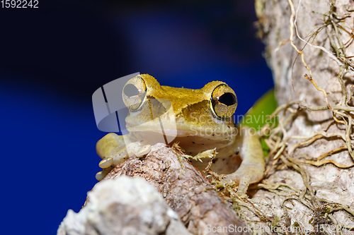 Image of nocturnal frog Boophis Madagascar, wildlife