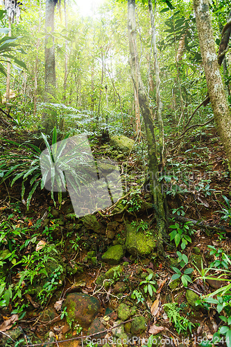 Image of rainforest in Masoala national park, Madagascar