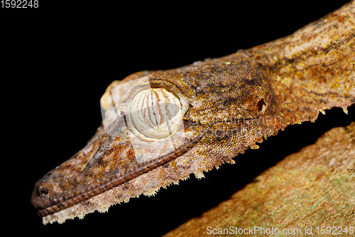 Image of leaf-tailed gecko, Uroplatus fimbriatus, madagascar