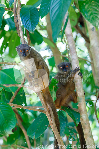 Image of female of white-headed lemur Madagascar wildlife