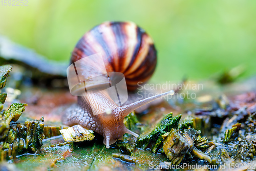 Image of African snail - madagascar. Africa wildlife