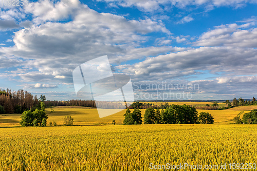 Image of Summer landscape Vysocina Czech Republic