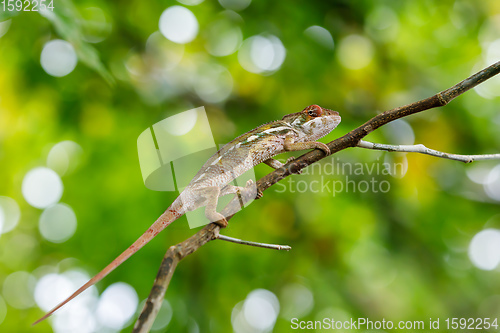 Image of panther chameleon, furcifer pardalis, Madagascar wildlife