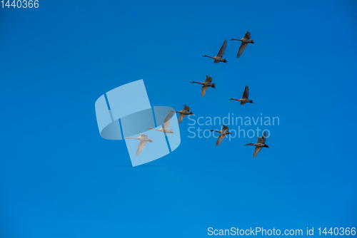 Image of Flying whooper swans