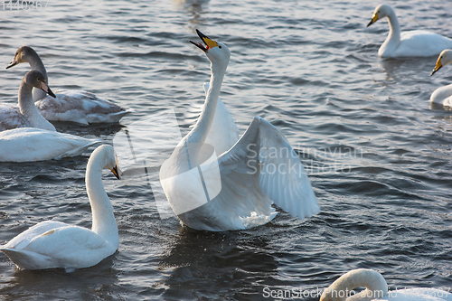 Image of Whooper swans swimming in the lake