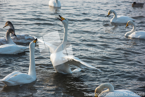 Image of Whooper swans swimming in the lake