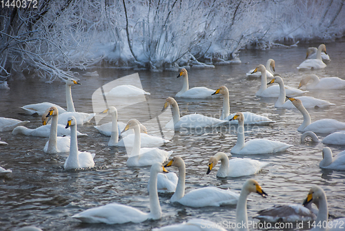 Image of Whooper swans swimming in the lake