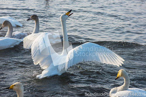 Image of Whooper swans swimming in the lake