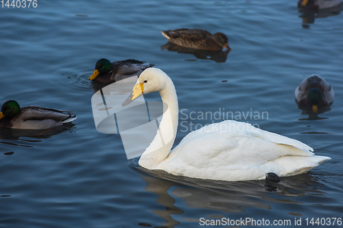 Image of Whooper swans swimming in the lake