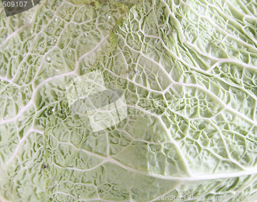 Image of Green cabbage vegetable