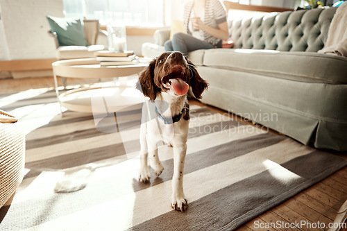 Image of Dog, house pet and cute animal on a carpet in a living room, apartment or home with love and care. Playful, curious and happy Spaniel breed walking with tongue out in lounge to relax in room