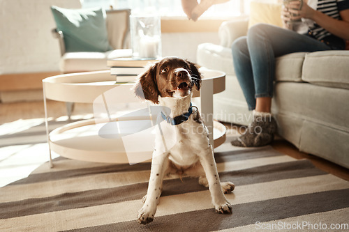Image of Pets, love and dog sitting in living room waiting for good dogs treat, training cute house pet on home floor. Animal lifestyle, loyalty and happy relationship with curious puppy on carpet with collar