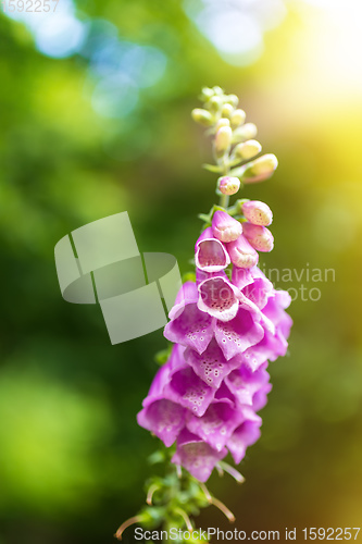 Image of pink flower Foxglove - Digitalis Purpurea