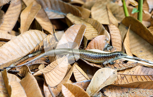 Image of Madagascar girdled lizard (Zonosaurus madagascariensis)