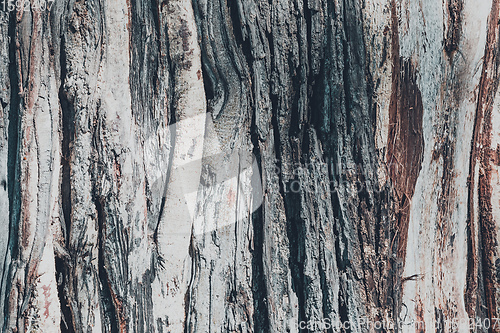 Image of dry tree bark texture and background