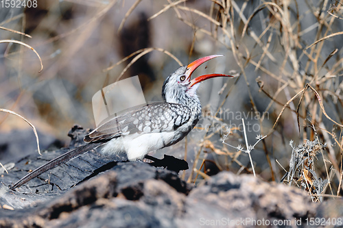 Image of bird red-billed hornbill, Namibia, Africa wildlife