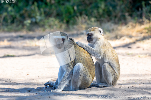 Image of Vervet monkey, Chlorocebus pygerythrus, Botswana