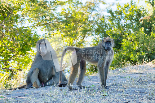 Image of monkey Chacma Baboon, Botswana Africa safari wildlife