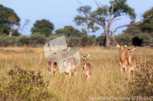 Image of Impala antelope Namibia, africa safari wildlife