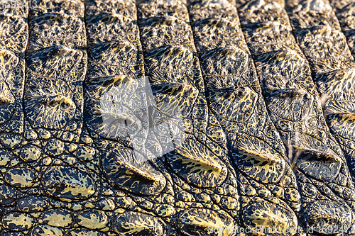 Image of big Crocodile skin background detail
