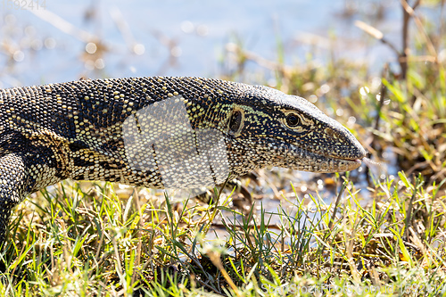 Image of Monitor Lizard in Chobe, Botswana Africa wildlife