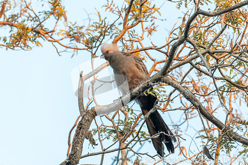 Image of Grey Go-away-bird Namibia Africa wildlife